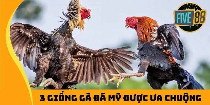 3 giống gà đá Mỹ được ưa chuộng