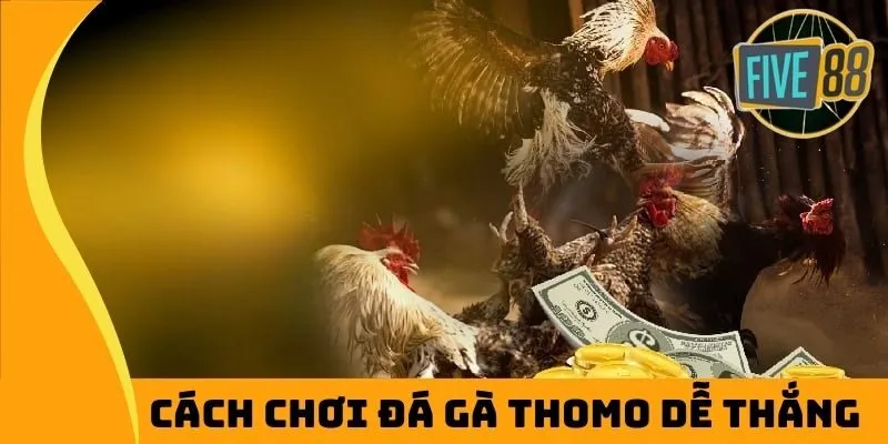 Cách chơi đá gà Thomo dễ thắng