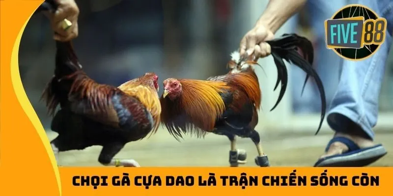 Chọi gà cựa dao là trận chiến sống còn