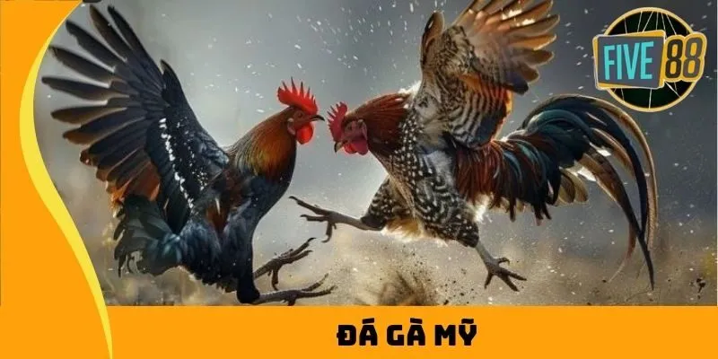đá gà mỹ
