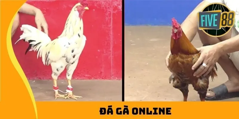 đá gà online